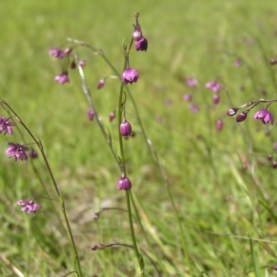 Arthropodium minus (Small Vanilla Lily) at Yass River, NSW - 10 Jan 2004 by SueMcIntyre