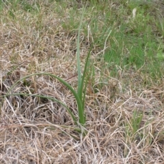 Bulbine bulbosa (Golden Lily) at Gang Gang at Yass River - 13 Sep 2014 by SueMcIntyre