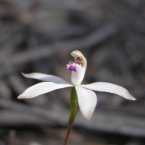 Caladenia ustulata at Yass River, NSW - 23 Sep 2007