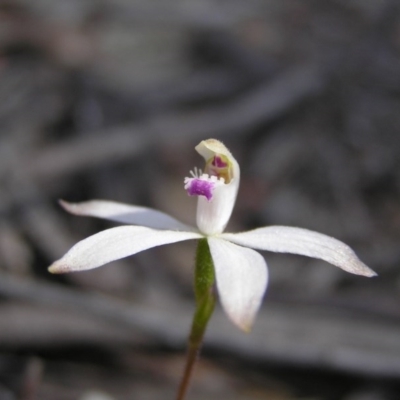 Caladenia ustulata (Brown Caps) at Gang Gang at Yass River - 23 Sep 2007 by SueMcIntyre