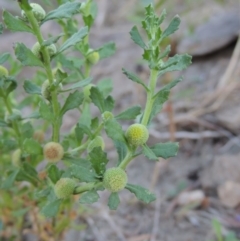 Centipeda cunninghamii (Common Sneezeweed) at Paddys River, ACT - 26 Feb 2017 by michaelb