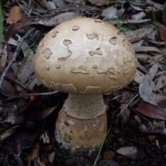 Amanita sp. (Amanita sp.) at Barragga Bay, NSW - 23 Mar 2017 by narelle