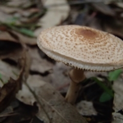 Macrolepiota sp. at Barragga Bay, NSW - 24 Mar 2017 by narelle