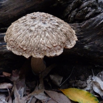 Bolete sp. (Bolete sp.) at Barragga Bay, NSW - 24 Mar 2017 by narelle