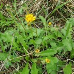 Taraxacum sp. (Dandelion) at Tuggeranong DC, ACT - 23 Mar 2017 by Mike