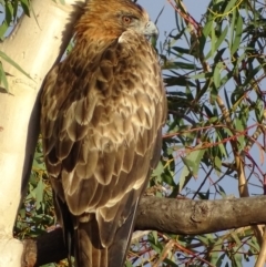 Hieraaetus morphnoides (Little Eagle) by roymcd