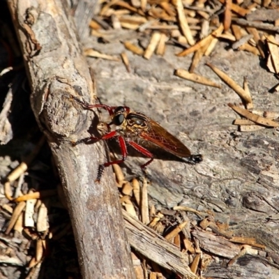 Asilidae (family) (Unidentified Robber fly) at Green Cape, NSW - 15 Feb 2017 by RossMannell