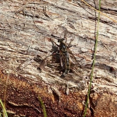 Asilidae (family) (Unidentified Robber fly) at Green Cape, NSW - 15 Feb 2017 by RossMannell