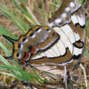 Charaxes sempronius at Kambah, ACT - 24 Mar 2017 09:16 AM