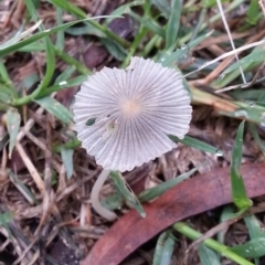 Parasola sp. (genus) (An Inkcap) at Weston, ACT - 23 Mar 2017 by MatthewFrawley