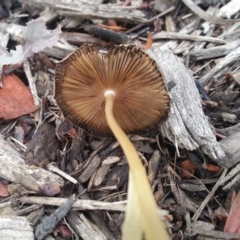 Bolbitiaceae at Weston, ACT - 24 Mar 2017