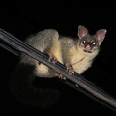 Trichosurus vulpecula (Common Brushtail Possum) at Kambah, ACT - 24 Mar 2017 by MatthewFrawley