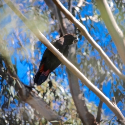 Calyptorhynchus lathami (Glossy Black-Cockatoo) at Edrom, NSW - 19 Feb 2017 by RossMannell