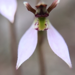 Eriochilus cucullatus at Canberra Central, ACT - suppressed