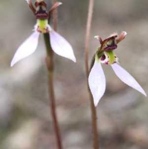 Eriochilus cucullatus at Canberra Central, ACT - suppressed