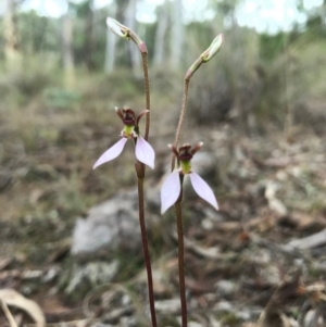 Eriochilus cucullatus at Canberra Central, ACT - suppressed