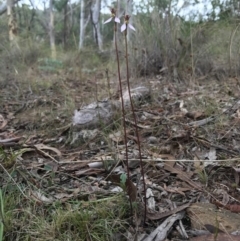 Eriochilus cucullatus at Canberra Central, ACT - suppressed