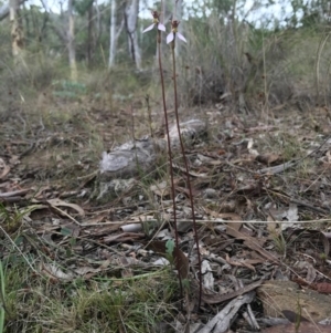 Eriochilus cucullatus at Canberra Central, ACT - suppressed