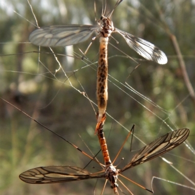 Tipulidae sp. (family) (Unidentified Crane Fly) at Point 4157 - 24 Mar 2017 by CathB