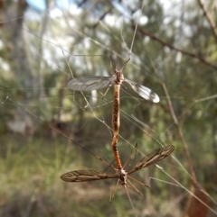 Tipulidae sp. (family) at Point 4157 - 24 Mar 2017