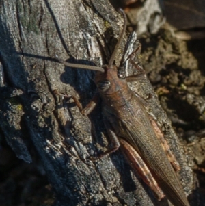 Pardillana limbata at Sutton, NSW - 24 Mar 2017