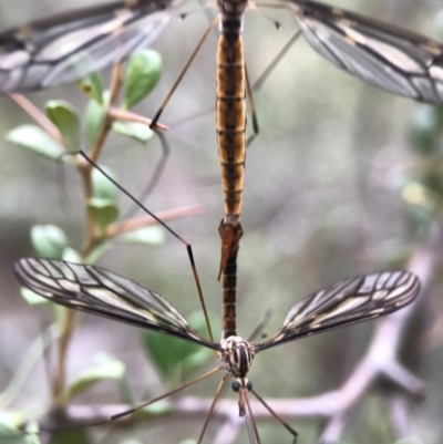 Tipulidae sp. (family) (Unidentified Crane Fly) at Mount Majura - 25 Mar 2017 by AaronClausen