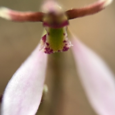 Eriochilus cucullatus (Parson's Bands) at Canberra Central, ACT - 25 Mar 2017 by AaronClausen