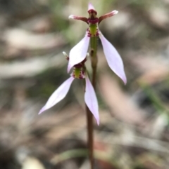 Eriochilus cucullatus at Canberra Central, ACT - 25 Mar 2017