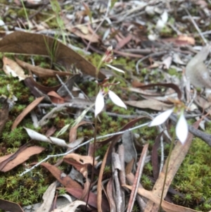 Eriochilus cucullatus at Canberra Central, ACT - 25 Mar 2017