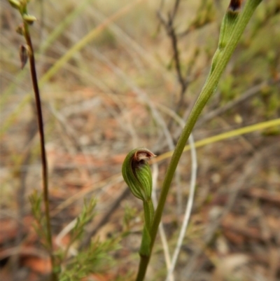 Speculantha rubescens (Blushing Tiny Greenhood) at Cook, ACT - 24 Mar 2017 by CathB