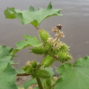 Xanthium occidentale at Stromlo, ACT - 25 Mar 2017 12:44 PM