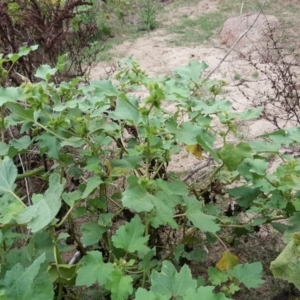 Xanthium occidentale at Stromlo, ACT - 25 Mar 2017 12:44 PM