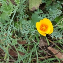 Eschscholzia californica (California Poppy) at Stony Creek - 25 Mar 2017 by Mike