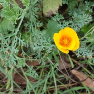 Eschscholzia californica at Stromlo, ACT - 25 Mar 2017