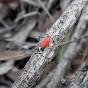 Trombidiidae (family) at Aranda, ACT - 24 Mar 2017