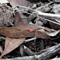 Trombidiidae (family) at Aranda, ACT - 24 Mar 2017