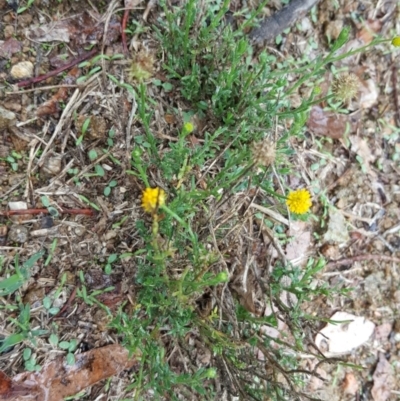 Calotis lappulacea (Yellow Burr Daisy) at Stony Creek - 25 Mar 2017 by Mike