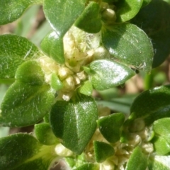 Guilleminea densa at Uriarra Village, ACT - 25 Mar 2017 12:51 PM