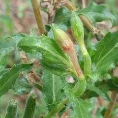 Oenothera indecora subsp. bonariensis (Small-flower Evening Primrose) at Stromlo, ACT - 25 Mar 2017 by Mike