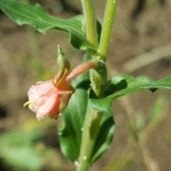 Oenothera indecora subsp. bonariensis at Stromlo, ACT - 25 Mar 2017