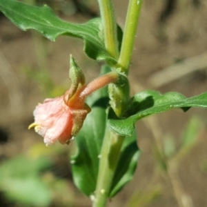 Oenothera indecora subsp. bonariensis at Stromlo, ACT - 25 Mar 2017