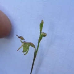 Caleana minor (Small Duck Orchid) at Yass River, NSW - 20 Nov 2016 by SueMcIntyre