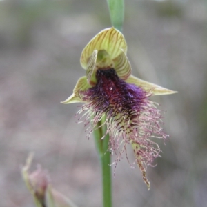 Calochilus platychilus at Yass River, NSW - 29 Oct 2005