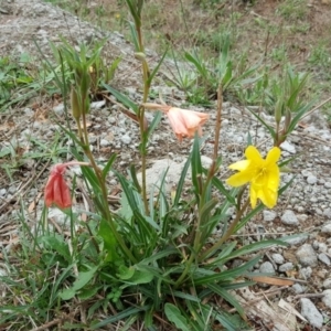 Oenothera stricta subsp. stricta at Isaacs, ACT - 25 Mar 2017