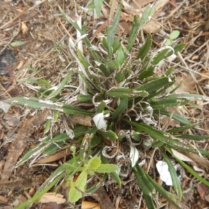 Gazania rigens at Jerrabomberra, ACT - 24 Mar 2017