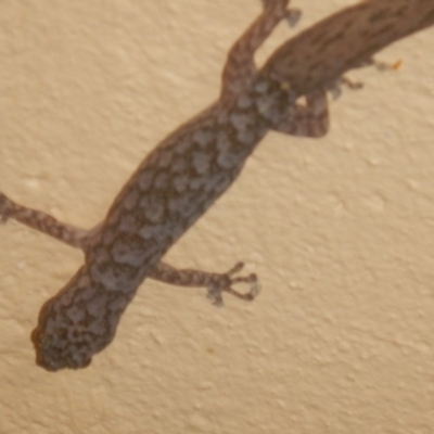 Christinus marmoratus (Southern Marbled Gecko) at Curtin, ACT - 25 Mar 2017 by MichaelMulvaney