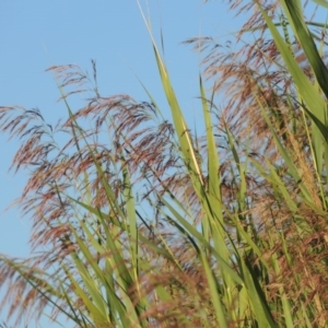 Phragmites australis at Paddys River, ACT - 7 Mar 2017 06:43 PM