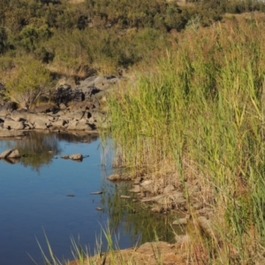 Phragmites australis at Paddys River, ACT - 7 Mar 2017 06:43 PM