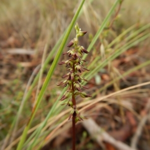 Corunastylis clivicola at Cook, ACT - 25 Mar 2017