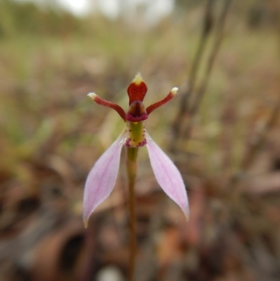 Eriochilus cucullatus (Parson's Bands) at Cook, ACT - 25 Mar 2017 by CathB